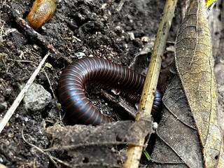 close up of a millipede