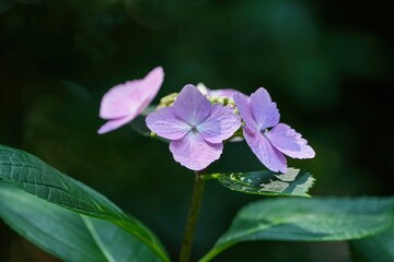 木漏れ日浴びて輝く満開の紫のアジサイの花