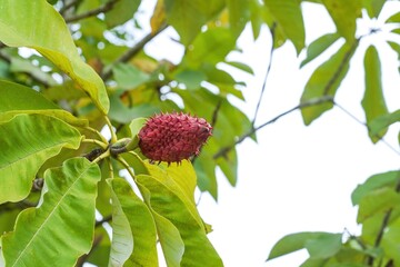 赤く熟したホオノキの実