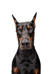 Black and rust Doberman on white background