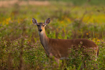 A deer, presumably white-tailed deer (Odocoileus virginianus), in Myakka River State Park in Florida at sunset