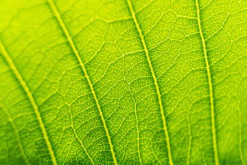 Fototapeta na wymiar Green leaf texture macro close up showing veins with glowing light