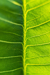 Green leaf texture macro close up showing veins with glowing light