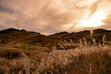 秋のススキと夕暮れ