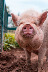 High quality photography. Pig farming raising and breeding of domestic pigs. Close-up view on pig. Pig in pen at farm. Beautiful portrait of a pink pig in a sty.