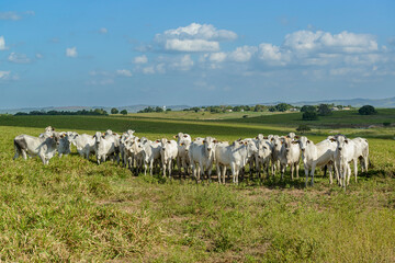 Cattle. Herd of Nelore cattle in the Northeast Region of Brazil. Livestock.