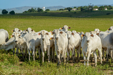 Fototapeta na wymiar Cattle. Herd of Nelore cattle in the Northeast Region of Brazil. Livestock.