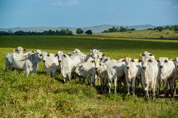 Fototapeta na wymiar Cattle. Herd of Nelore cattle in the Northeast Region of Brazil. Livestock.