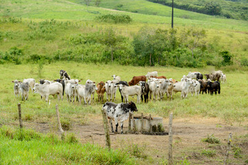 Obraz premium Cattle. Herd of Nelore cattle in the Northeast Region of Brazil. Livestock.