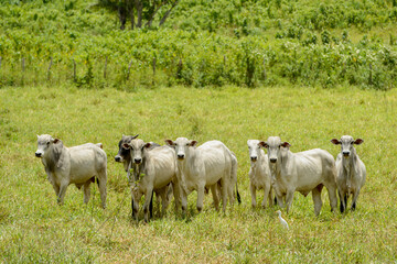 Obraz na płótnie Canvas Cattle. Herd of Nelore cattle in the Northeast Region of Brazil. Livestock.