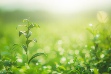 Fototapeta na wymiar Green tea leaves in the morning and evening, taken under sunlight in tea garden, blurred background.