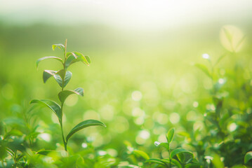 Green tea leaves in the morning and evening, taken under sunlight in tea garden, blurred background.