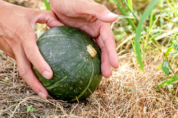 カボチャを収穫する手元　pumpkin