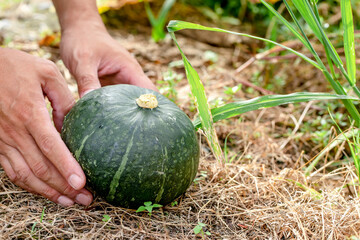 カボチャを収穫する手元　pumpkin