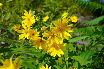 Closeup of the Jerusalem Artichoke Flower also known as wild sunflower