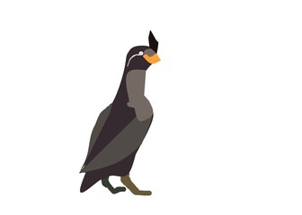 penguin on a white background