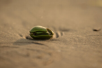 Fototapeta na wymiar Seed pod washed up on shore of the Gulf Coast Sea Rim State Park in southeast Texas