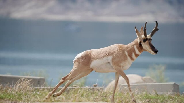Pronghorn Antelope running as it is chased off by another male during the rut.