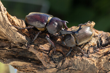 ヤマトカブトムシのペア　‐Japanese rhinoceros beetle‐
