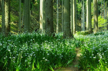 シャガの群生地
