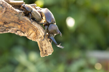 ヤマトカブトムシのペア　‐Japanese rhinoceros beetle‐
