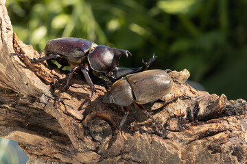 ヤマトカブトムシのペア　‐Japanese rhinoceros beetle‐
