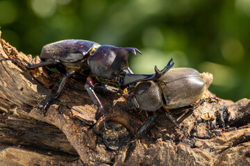 ヤマトカブトムシのペア　‐Japanese rhinoceros beetle‐