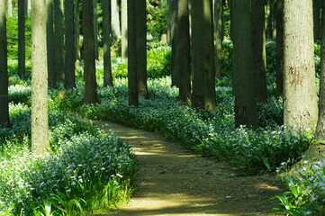 シャガの群生地