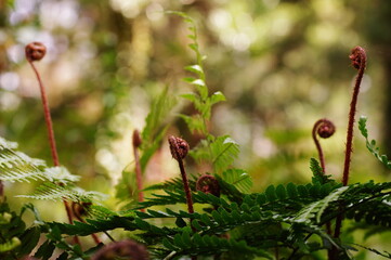 くるくるした植物