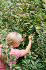 A woman picks apples from trees at an orchard.