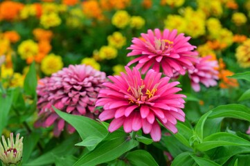 Obraz premium ヒャクニチソウ（百日草）Zinnia