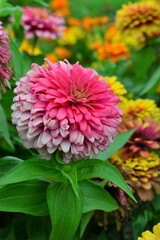 Obraz premium ヒャクニチソウ（百日草）Zinnia