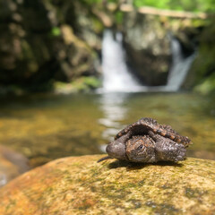 frog on the rock