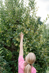 A woman reaches and picks an apple off of an apple tree