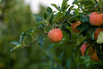 Apples on a tree in an orchard