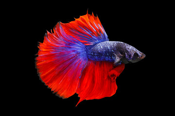 Obraz na płótnie Canvas Colorful Fighting fish isolated on black background.