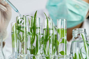 Sientist work with plant in test tubes in laboratory.