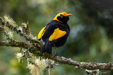 Regent Bowerbird, perched on a mossy branch in a rainforest (scientific name Sericulus Chrysocephalus)