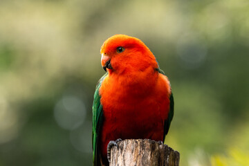 Close up of a Australian Male King Parrot (scientific name -Alisterus scapularis)