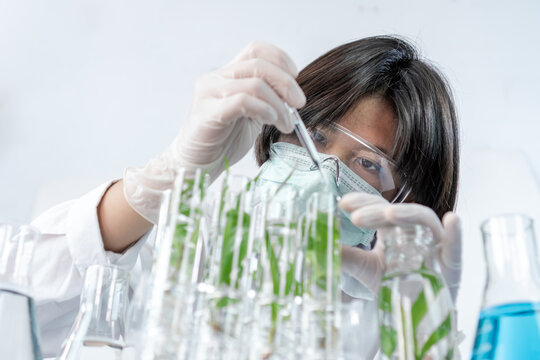 Sientist work with plant in test tubes in laboratory.