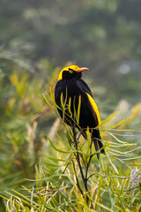 Regent Bowerbird, perched in a tree (scientific name Sericulus Chrysocephalus)