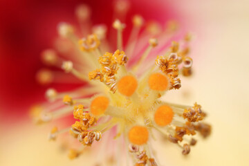 Fototapeta na wymiar Hibiscus flower stamens shining like a jewel, closeup macro photograph.