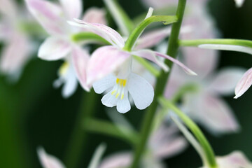 Ornamental bonsai phalaenopsis. Pinl and white colored flowerhead closeup macro photograph.