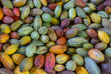 Stack of colorful ripe cocoa pod