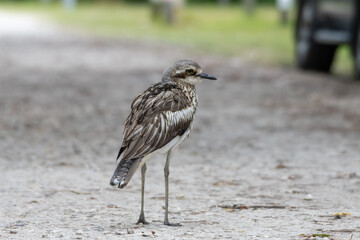Title: Queensland Bush Stone-curlew in a camp ground in Queensland Australia (Numenius)