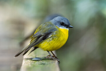 Eastern Yellow Robin perched on a wall with a clean background (scientific name Eopsaltria australis)