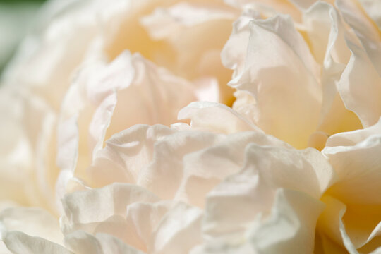 Cream white decorative rose flowerhead close up macro photography.