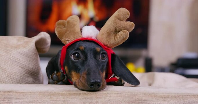 Cute dachshund puppy with horns of Rudolf the fawn on head is lying on sofa, waiting for Christmas party to begin. Fire is burning in fireplace behind pet, creating warm and cozy atmosphere