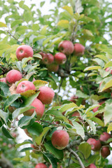 Close up of apples on an apple tree