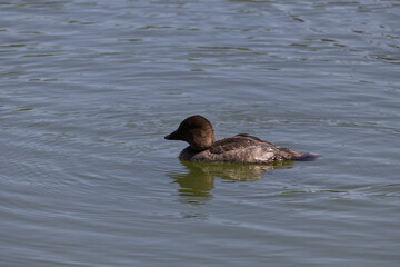 Golden Eye Duck on the Water